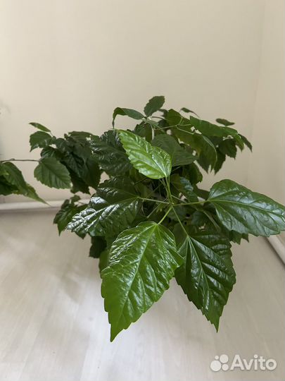 Гибискус китайская роза