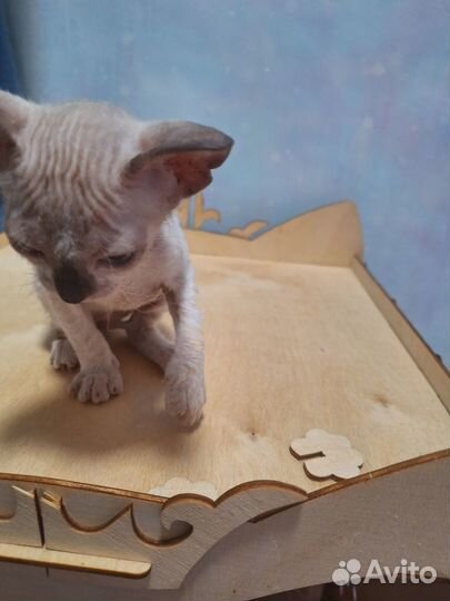 Котята велюр Донской сфинкс