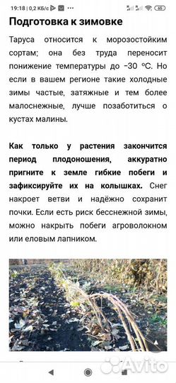 Малиновое дерево Таруса(саженцы)