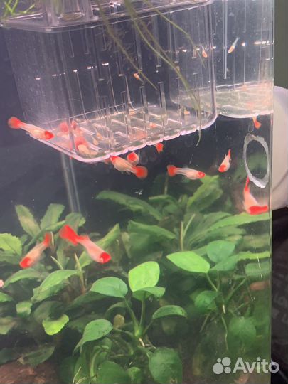Гуппи чистых линий,живородка. Петушки