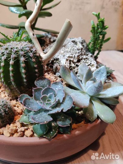 Композиция из суккулентов