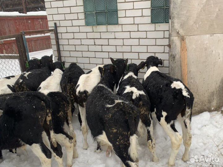 Бычки телята