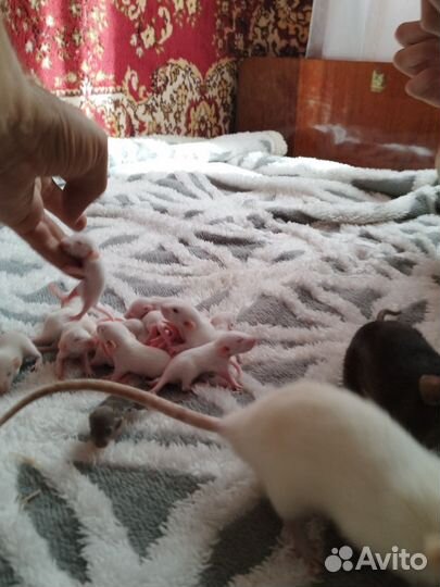 Крысята дамбо