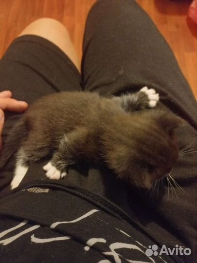 Котятатки