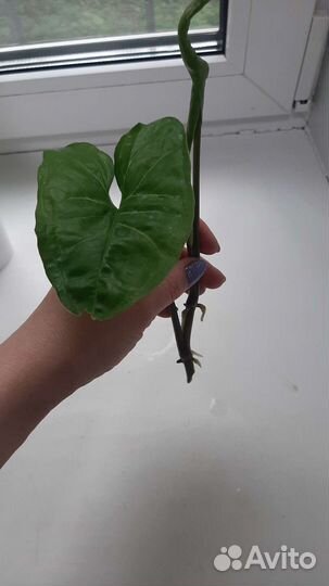 Сингониум, сциндапсус