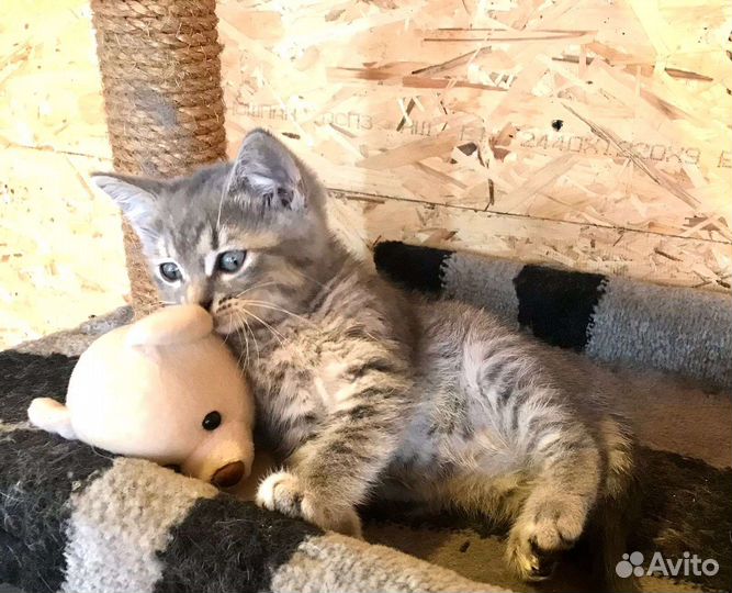 Кошка в дар