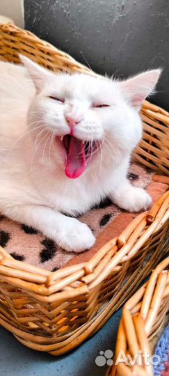 Кошечка Бонечка