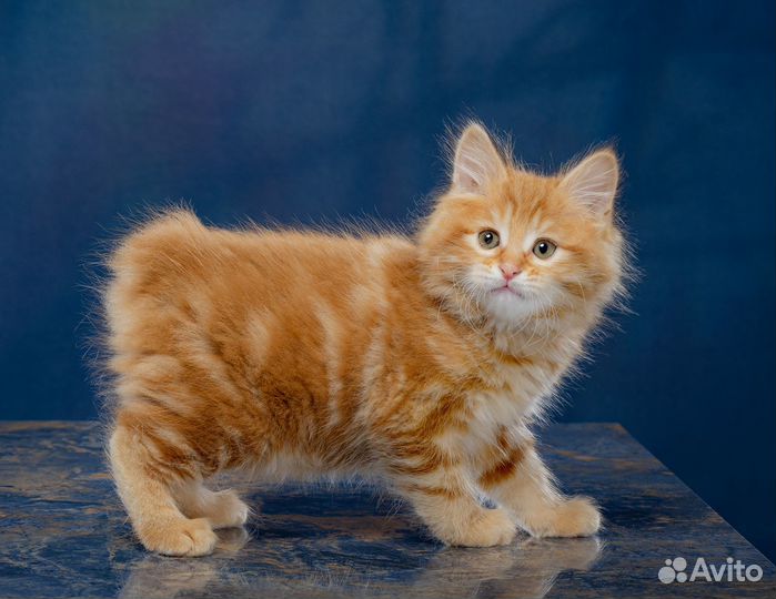 Хоть Полсвета Обойдете. Кота Лучше не Найдете