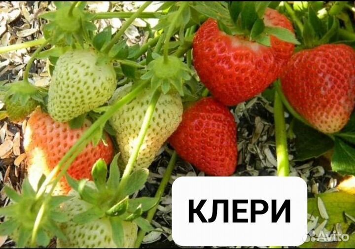 Рассада Клубника