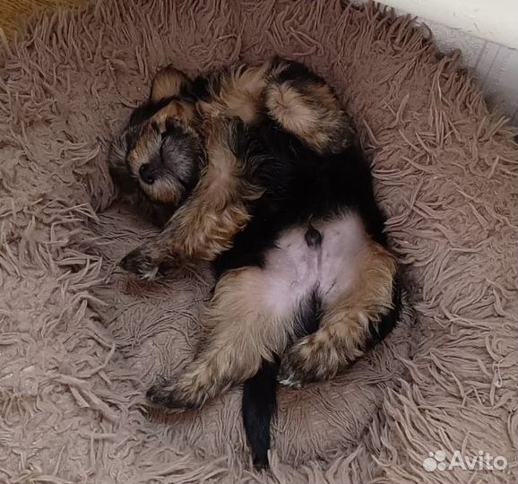 Обонятельный щенок