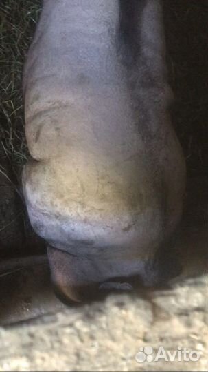 Вьетнамский вислобрюхий поросенок