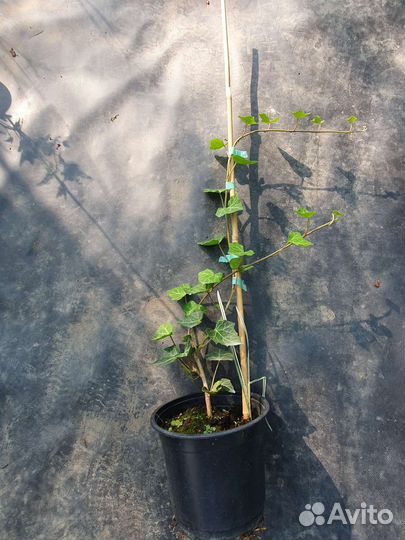 Плющ обыкновенный