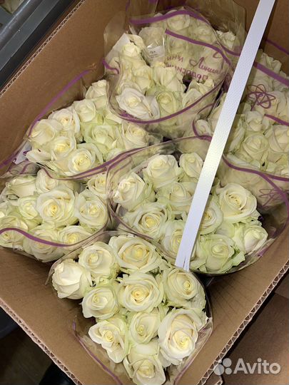 Розы белые Аваланш цветы букеты 15 19 25 29