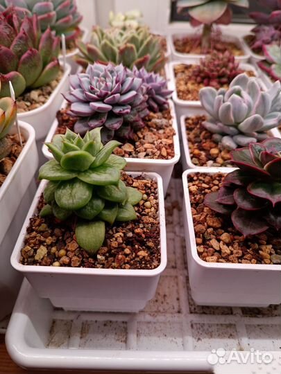 Горшки для суккулентов meshpot