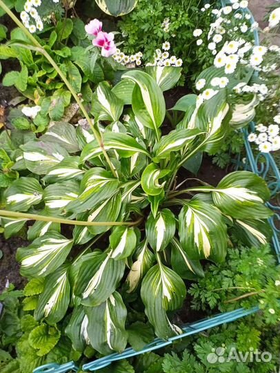 Лилия, хосты