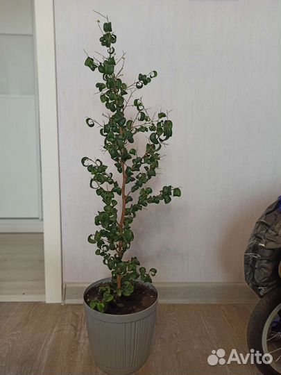 Кучерявый фикус