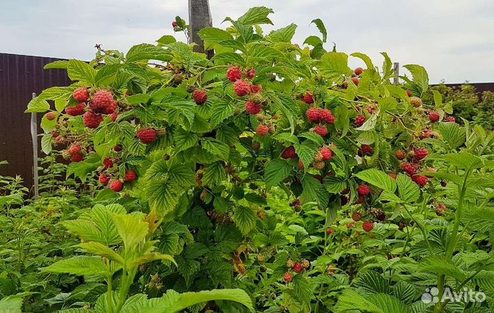 Саженцы малины