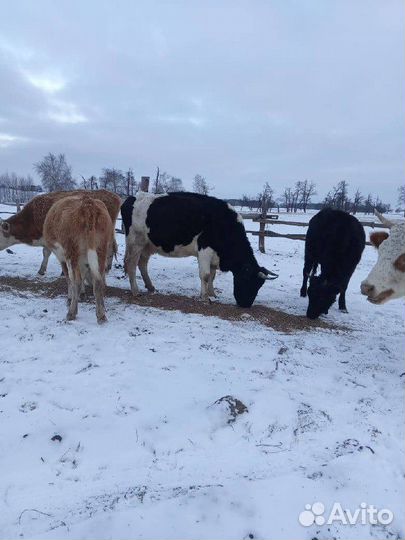 Коровы и телки стельные
