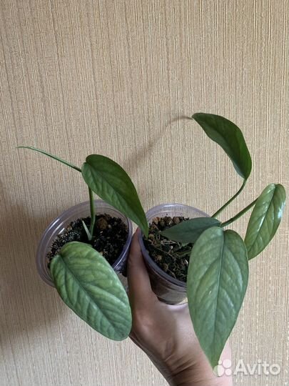 Эпипремнум себу блю черенки