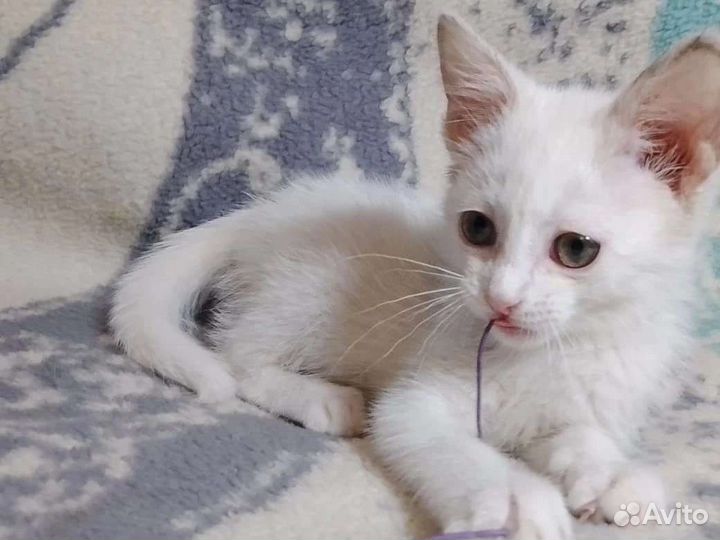 Котенок в добрые руки
