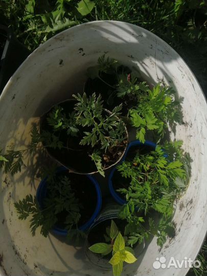 Цветы Дицентра