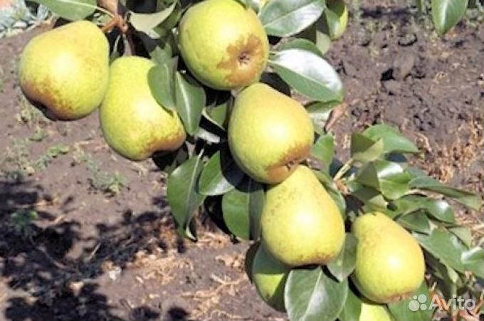Груша Память Яковлева