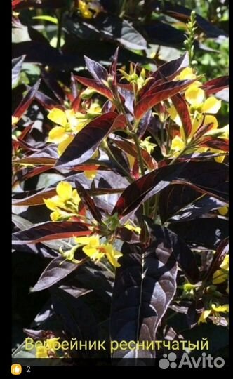 Вербейники разные