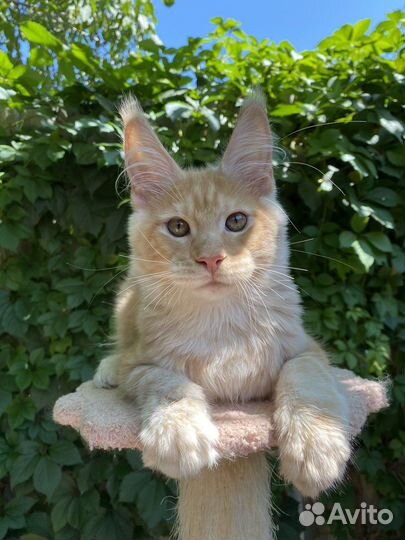 Мейн-кун котенок