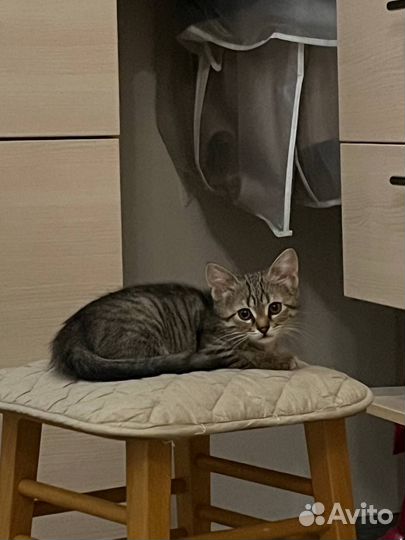 Тигрица ищет семью