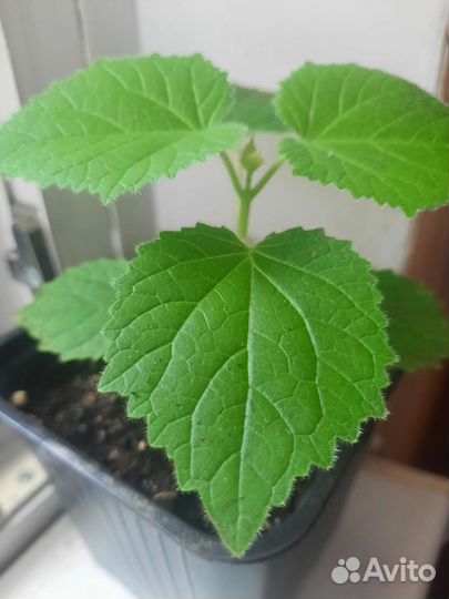 Саженцы павловния