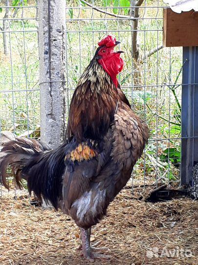 Петухи. Лакеданзи, Леггорн и пр