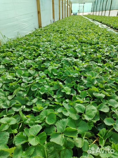 Рассада клубники клери