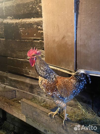 Петушки 6.5 месячные от кур несушки