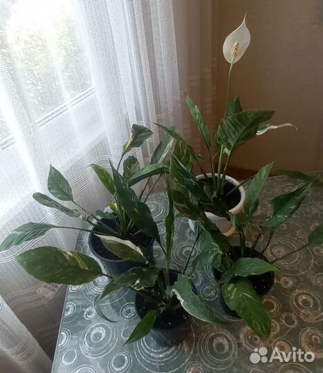 Спатифиллум