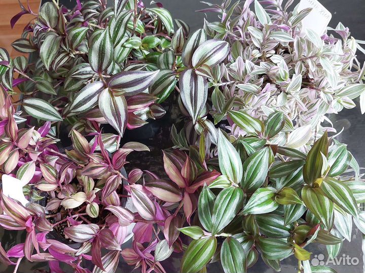 Традесканции сортовые