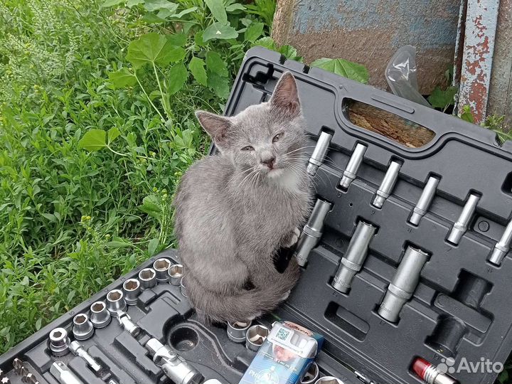 Подкинули котенка