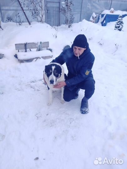 Среднеазиатская овчарка алабай вязка