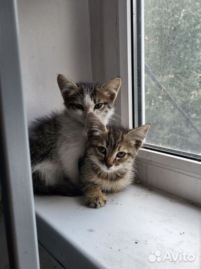 Котята бесплатно