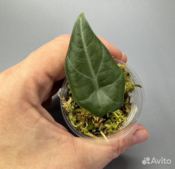 Алоказия махарани