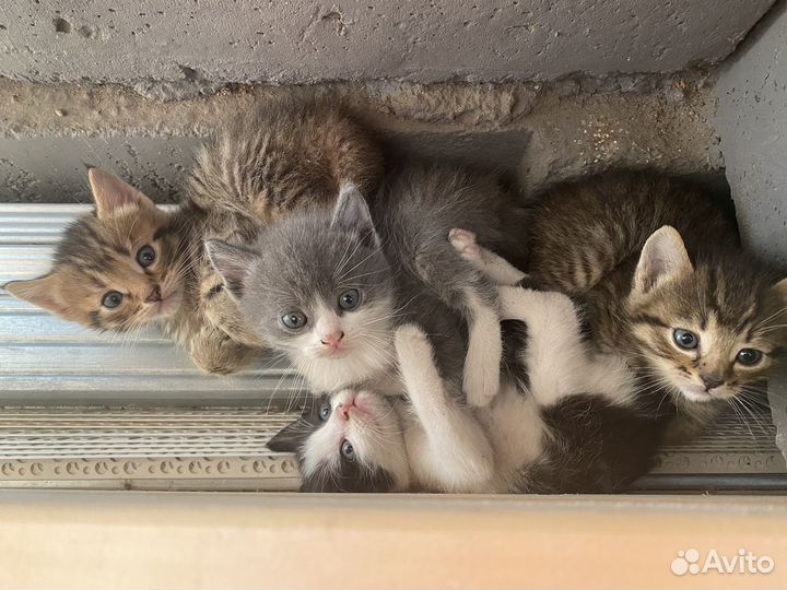 Кошки в добрые руки