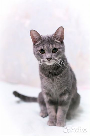 Кошечка Робби