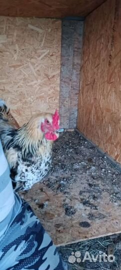 Петухи породистые