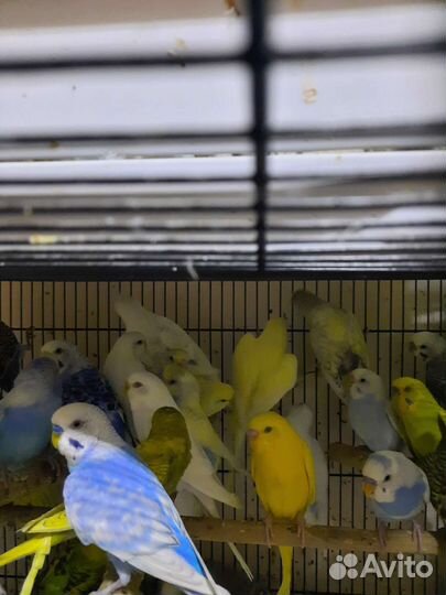 Волнистые попугаи