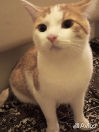 Котик в дар