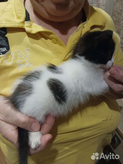 Котëнок в дар