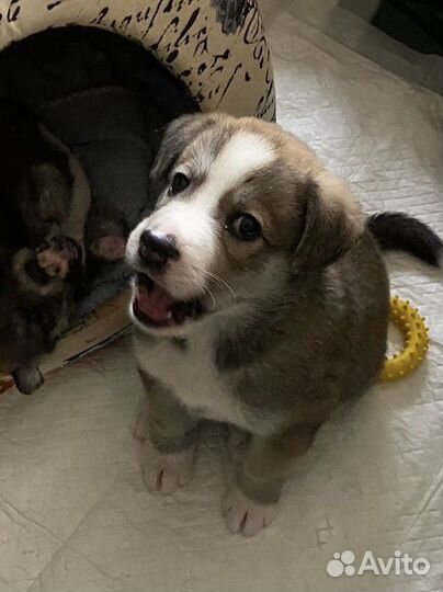 Щенок в добрые руки