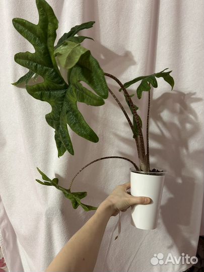 Алоказия Жаклин