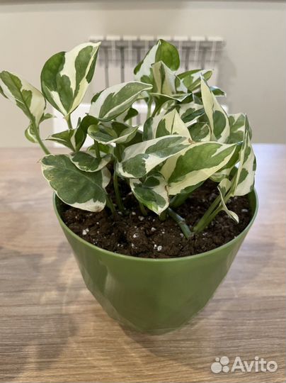 Эпипремнум энджой