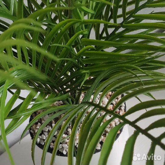 Декоративное растение. Куст пальмы 50 см