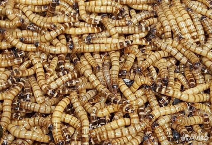 Кормовые насекомые. Сверчки, тараканы, зофобас